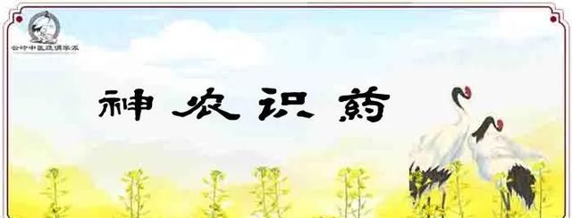 《神农识药》疏调消核汤之夏枯草