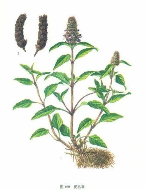 《神农识药》疏调消核汤之夏枯草