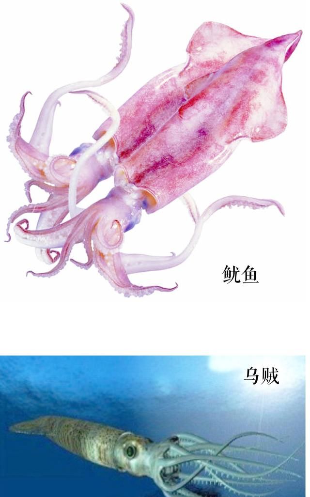 梅花肉怎么做最好吃,烧梅花肉的家常做法图9