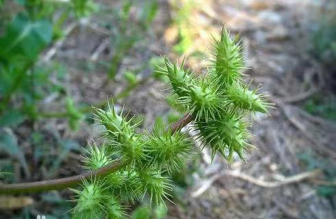 分享一味中药——苍耳子，山间草丛常见，功效止痒、祛风湿、抗癌