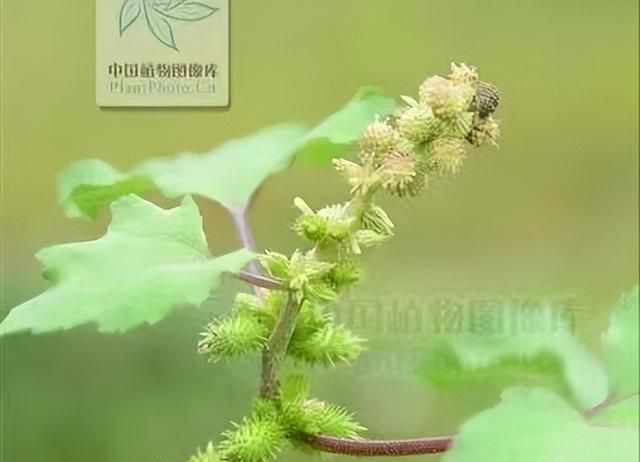 分享一味中药——苍耳子，山间草丛常见，功效止痒、祛风湿、抗癌