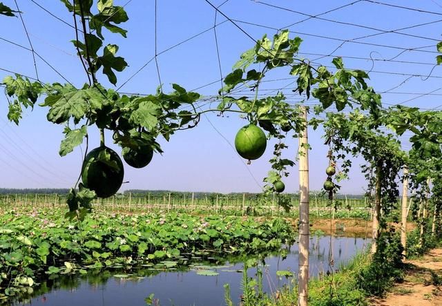 年货新宠的吊瓜子是什么植物的种子？农村山上常见，认识的人不多