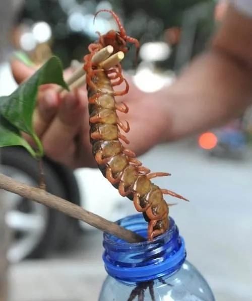 中药知多少？——蜈蚣