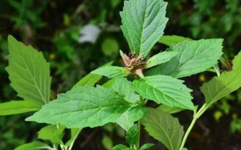 筋骨草是什么样的植物(野生筋骨草有什么功效)