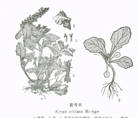 筋骨草是什么样的植物(野生筋骨草有什么功效)图3