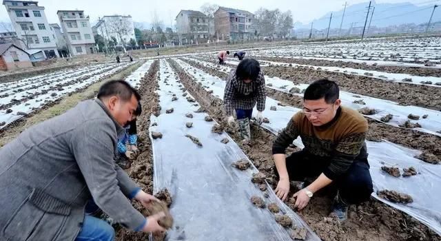 芋头怎样种植(种一个芋头能结多少个)图6