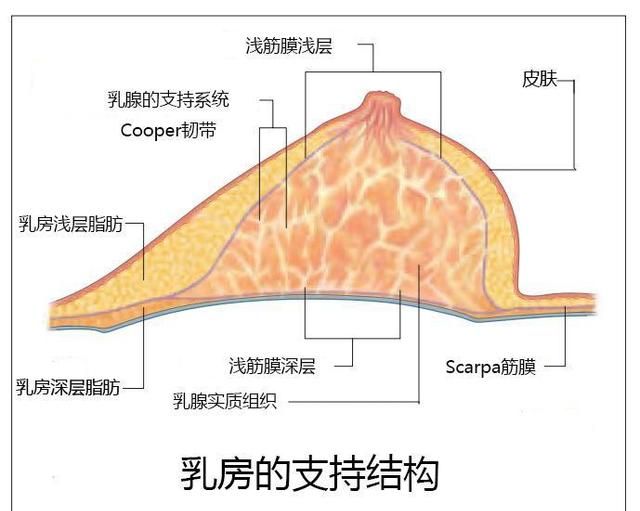 OMG,我的胸，下垂了