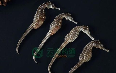 干海马的吃法，海马有哪些吃法