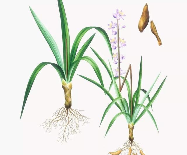 《本草精荟》：麦冬的功效与应用