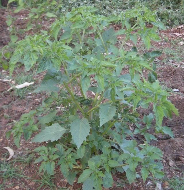 在野外看到很多长得像姑娘果的植物，一起来认识真假酸浆