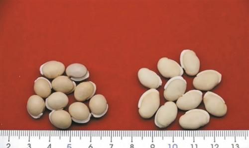 生熟功效大不同