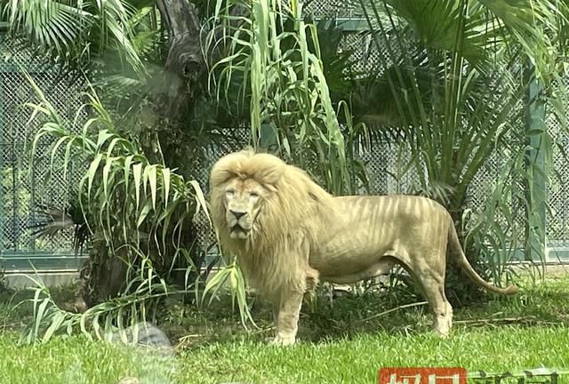 “齐刘海”狮子今换“大背头”，动物园：淋雨后自然形成