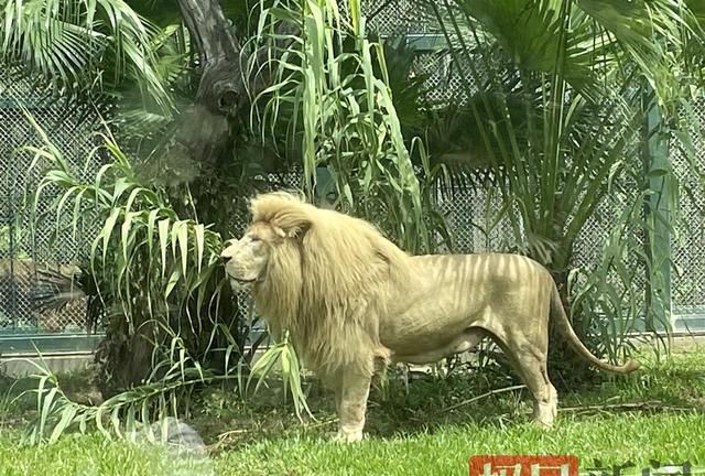 “齐刘海”狮子今换“大背头”，动物园：淋雨后自然形成