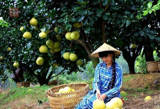 野蒿草用什么除草药可以除(野蒿草用什么除草剂)图1