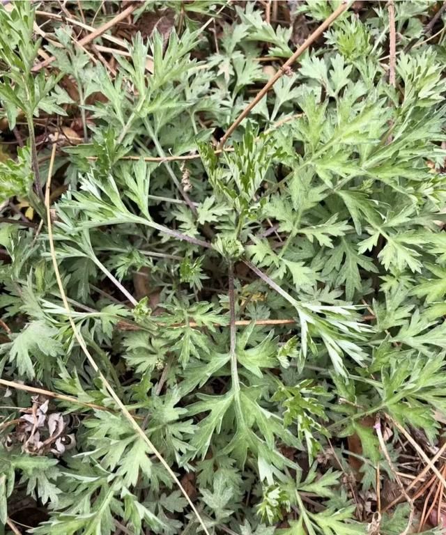 野蒿草用什么除草药可以除(野蒿草用什么除草剂)图7