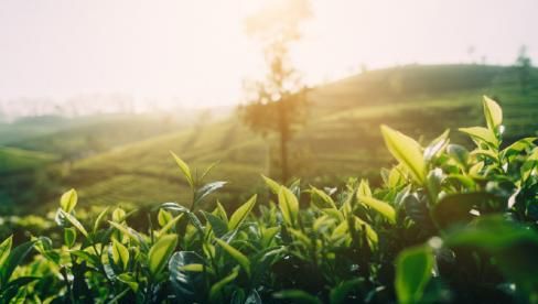 普洱茶的夏茶为什么叫雨水茶呢(普洱茶的雨水茶是什么意思)图4