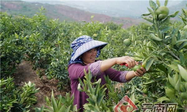 「壮丽70年·奋斗新时代」不用再纠结吃石榴到底吐不吐籽了