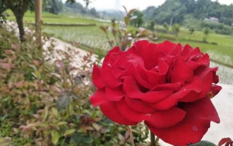 芸苔素内酯有哪些作用