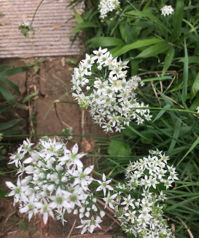 韭菜花收获的季节，怎么制作韭花酱，韭菜花的功效与营养价值