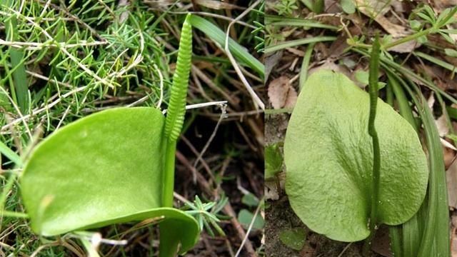 一支箭草药一般生长在哪个地方,一支箭草有什么用途图1