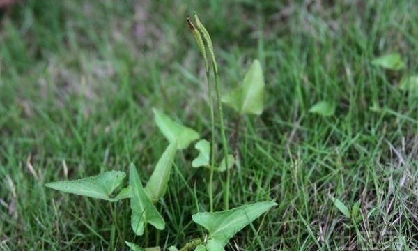 一支箭草药一般生长在哪个地方,一支箭草有什么用途图6
