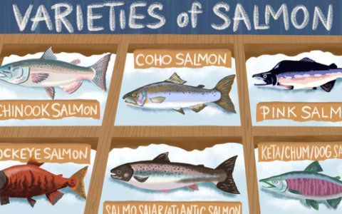 盘点市面常见的6种鲑鱼种类