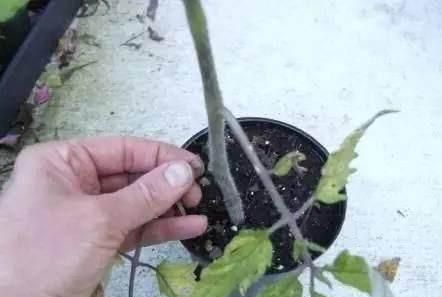 阿斯匹林养花有什么好处图4