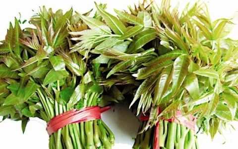 香椿有哪些功效和作用