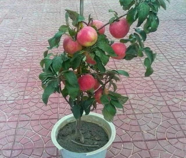苹果籽要怎么种才能种出苹果来,苹果里的籽怎么种才能种成苹果图4