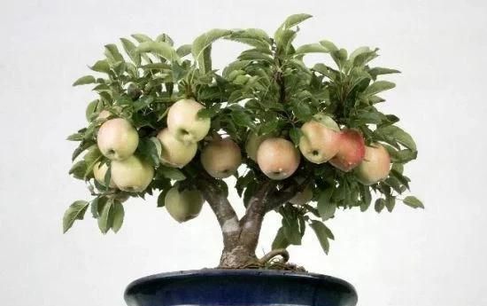 苹果籽要怎么种才能种出苹果来,苹果里的籽怎么种才能种成苹果图5
