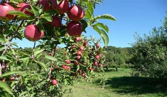 苹果籽要怎么种才能种出苹果来,苹果里的籽怎么种才能种成苹果图8