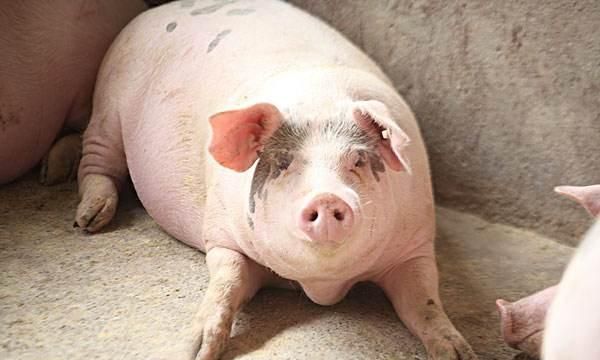你对目前猪肉价格的评价,你知道今年的猪肉价格多少钱吗图3