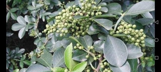 藤椒油做菜食用方法,藤椒油可以做炒菜吗图2