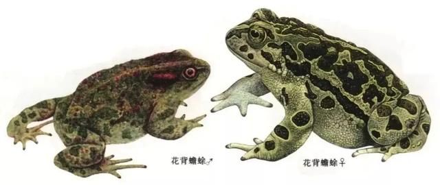 山东蛙类鉴别图谱