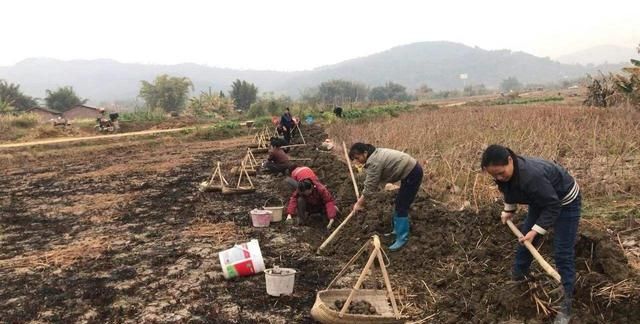 马蹄什么时候种合适(马蹄最佳什么时候种植)图2