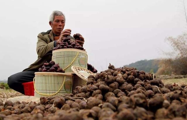 马蹄什么时候种合适(马蹄最佳什么时候种植)图4