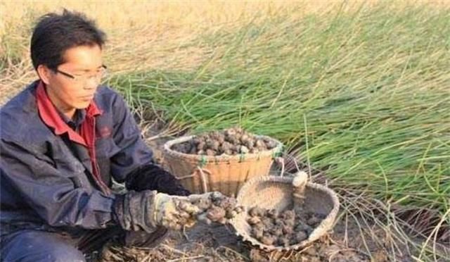 马蹄什么时候种合适(马蹄最佳什么时候种植)图5