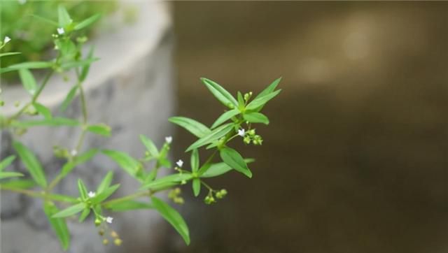 《神农识药》疏调抗艾汤之白花蛇舌草