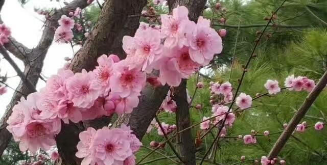 农村的桃树花有什么作用,长期用桃树花有什么作用图1