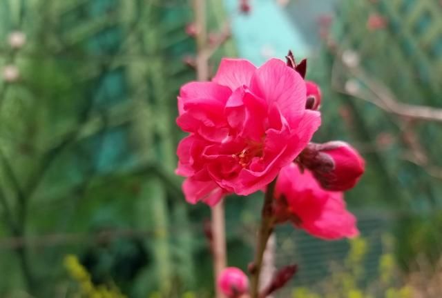 农村的桃树花有什么作用,长期用桃树花有什么作用图5