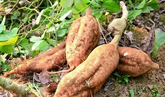 夏日煲汤首选，甘甜止渴还治肩颈僵硬