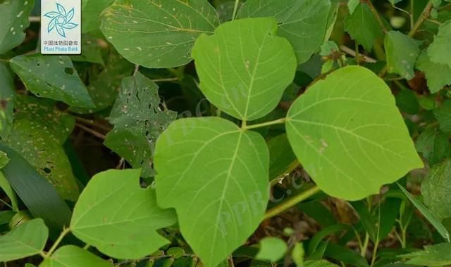 夏日煲汤首选，甘甜止渴还治肩颈僵硬
