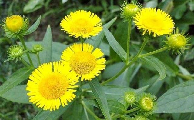 金佛菊有哪些功效和作用及禁忌(金香菊功效作用)图3