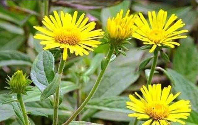 金佛菊有哪些功效和作用及禁忌(金香菊功效作用)图4