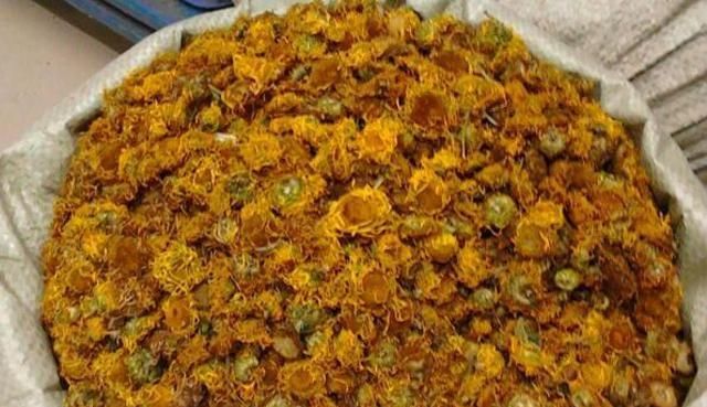 金佛菊有哪些功效和作用及禁忌(金香菊功效作用)图6