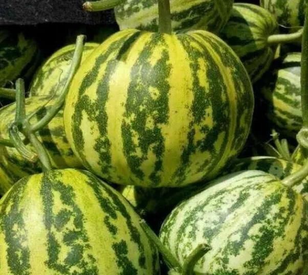 甜瓜怎么选好吃,熟图4