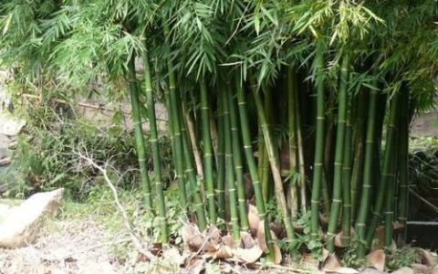 竹子怎么种(竹子怎么种种在哪个方位)