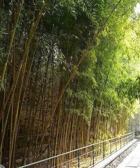 竹子怎么种(竹子怎么种种在哪个方位)图4
