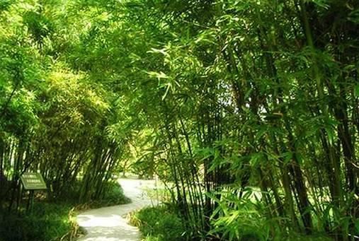 竹子怎么种(竹子怎么种种在哪个方位)图5