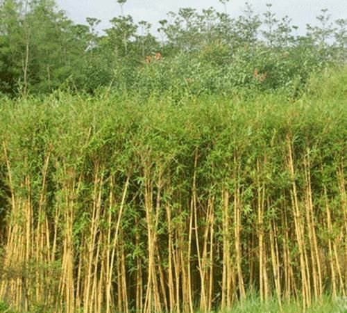 竹子怎么种(竹子怎么种种在哪个方位)图6